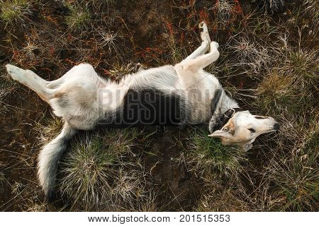 Grey mongrel dog lying on the green and yellow grass, relaxing, top view