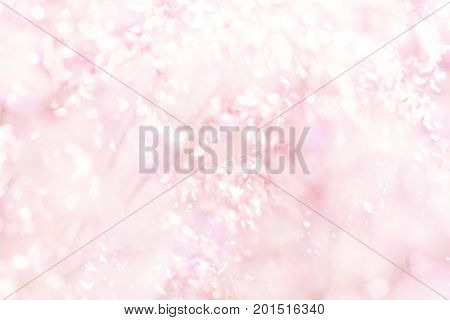 Blur pink flower (Melinis repens) texture background