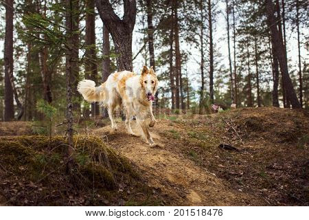 Portrait of a Russian Greyhound in forest