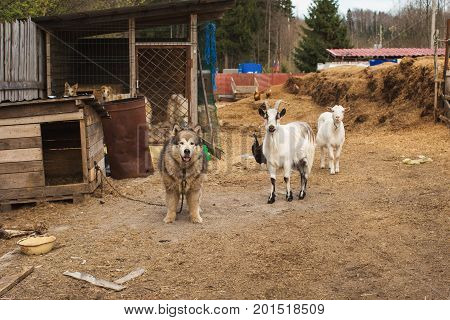 Country farm and animals with dog and 2 goats looking at cameraman
