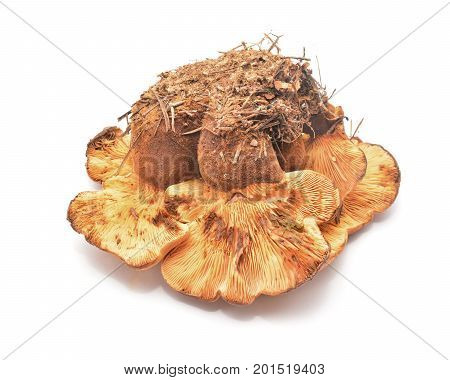 tapinella atrotomentosa mushroom cluster isolated on white