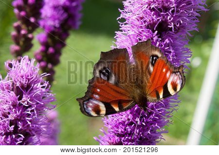 Background butterfly peacock eye on purple Liatris spicata top view