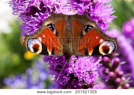 Background butterfly peacock eye on flower purple Liatris spicata view from above