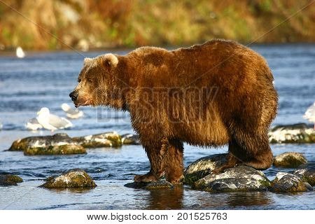 Kodiak brown bear fishing in Karluk River