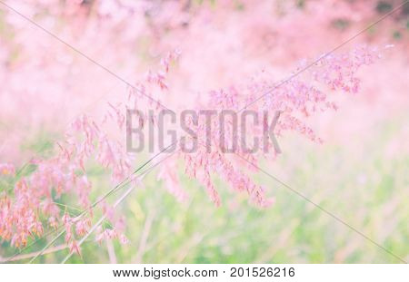 Pink flower (Melinis repens) texture blur background