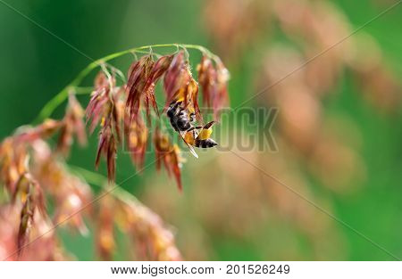 Macro shot of black yellow bee sucking sweet nectar from ( melinis repens ) pink flowers