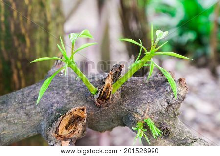 Branches and leaves mango on the mango tree.