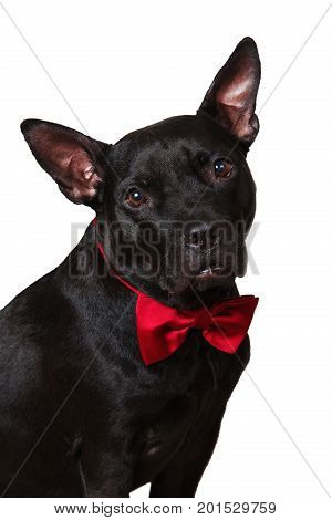 Portrait of a black american staffirdshire dog a sitting surprised in red bow tie looking at camera isolated on white background