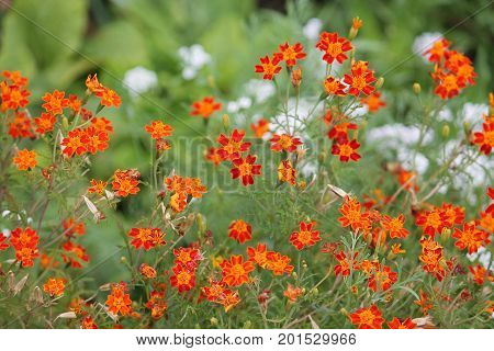 Orange signet marigold flowers (Tagetes tenuifolia) on flowerbed