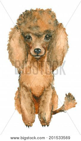 Watercolor hand drawn poodle isolated on white. Watercolor painting, animal illustration.