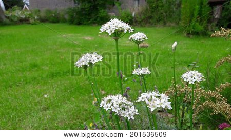 pretty white flowers stand on green grass background
