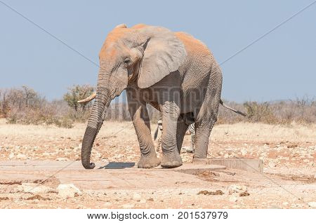 An African elephant Loxodonta africana covered with red sand at the Rateldraf waterhole in Northern Namibia