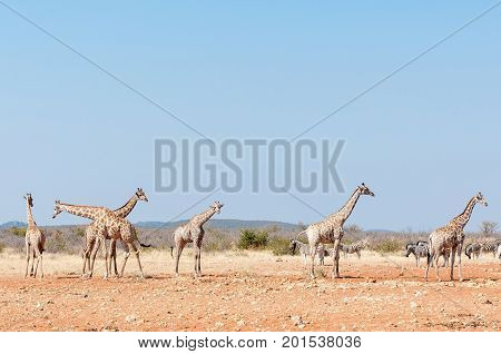 Six giraffes and a herd of Burchells Zebras at the Rateldraf waterhole in North-Western Namibia.