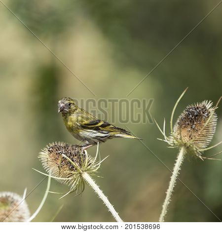 Beautiful Siskin Bird Spinus Spinus On Teasels In Forest Landscape Setting