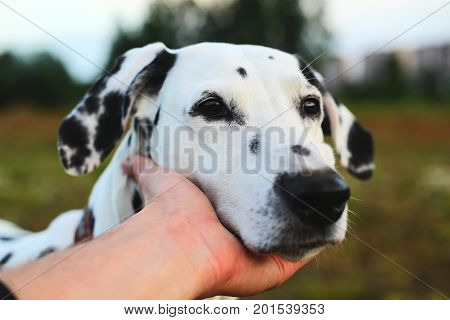 Man's hand holding adorable dalmatian dog head. Close up portrait.