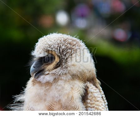Owl Bird Of Prey Against Blurred Background Close-up