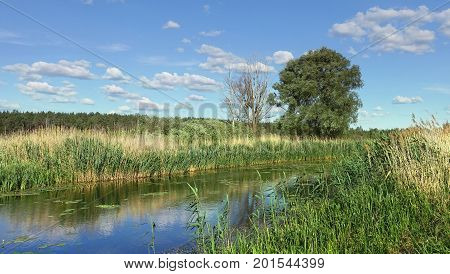 The bank of the river, overgrown with reeds on a sunny summer day. a big tree on the shore