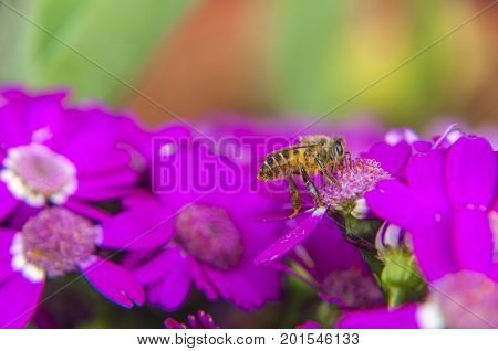 Cineraria flower and bee closeup background and texture