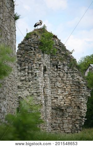 The shadoof crane sits on an abandoned broken wall of white stone.