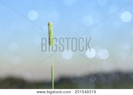 The Spike Of Meadow Grass Growing Out Alone At Night.