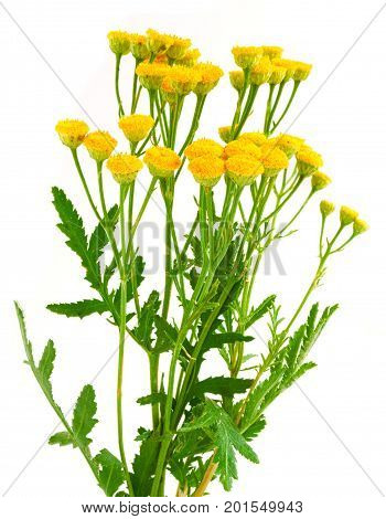 tansy with leaf isolated on a white background. Medical herb.