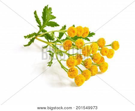 tansy with leaf isolated on a white background. Medical herb.