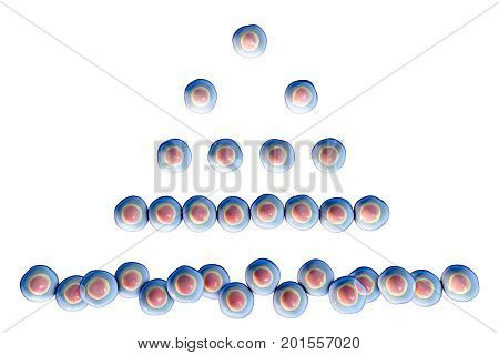 Cell division isolated on white background, 3D illustration