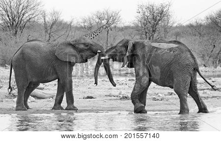 Two Elephants pushing and shoving each other next to a waterhole with a giraffe in the background. Monochrome - Hwange National Park Zimbabwe