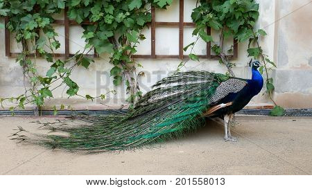 Beautiful peacock in the open garden. The male peacock with bright colorful feathers stands near the wall