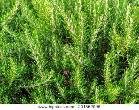 Mediterranean flora - Green hedge of evergreen bushes