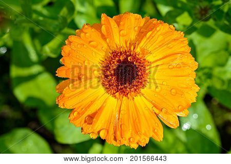 The bright yellow flower of calendula (marigolds) with dew drops in bright sunlight.