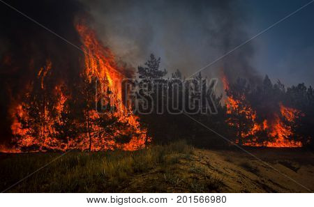 fire. wildfire burning pine forest in the smoke and flames.