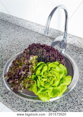 Green and red lettuce salad washing in the kitchen sink