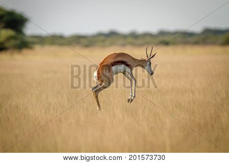 Springbok Pronking In The Grass.