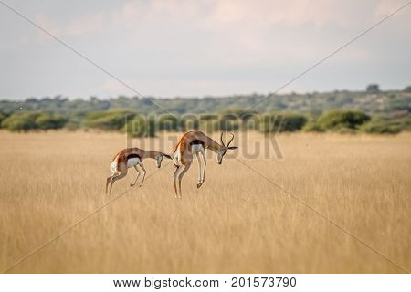 Two Springboks Pronking In The Grass.