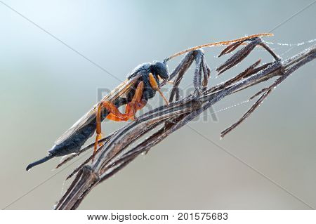 Hymenoptera wasp sleeping on plant in morning fog with water drops