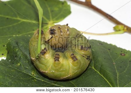 caterpillar of sphinx ligustri on green leaf