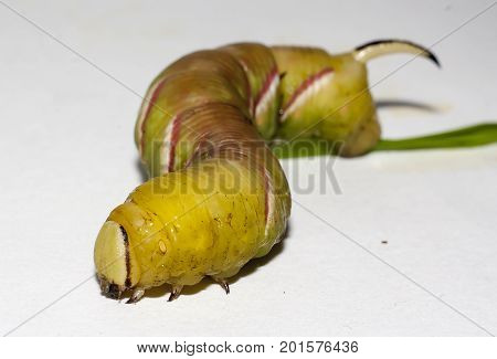 caterpillar of sphinx ligustri on white background