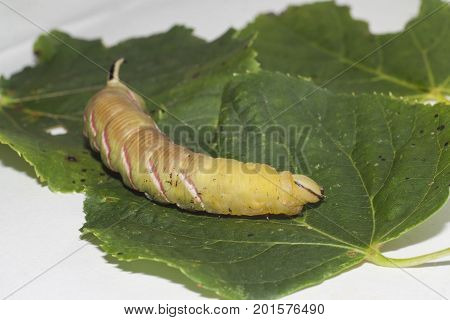 caterpillar of sphinx ligustri on green leaf
