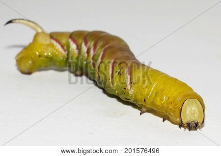 caterpillar of sphinx ligustri on white background