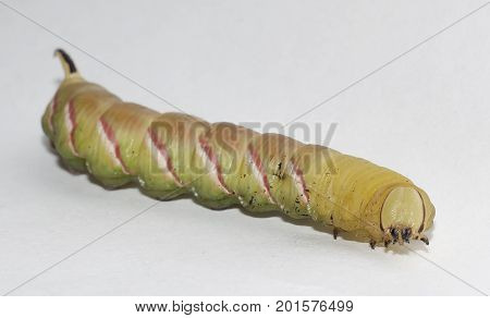 caterpillar of sphinx ligustri on white background
