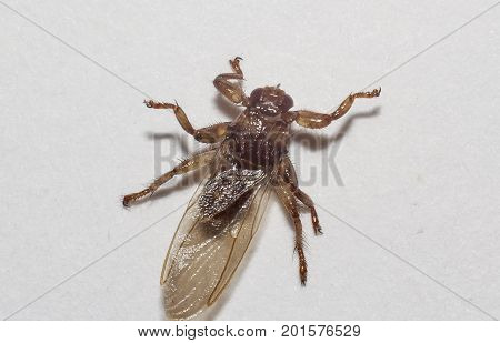 Lipoptena cervi (moose louse) extreme closeup shot