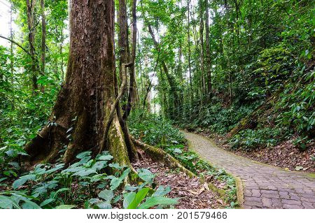 Tropical Rain Forest In Tambunan Sabah Borneo Malaysia.