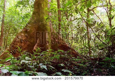 Tropical Rain Forest In Tambunan Sabah Borneo Malaysia.