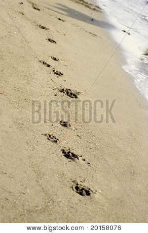 mancs nyomatok a homokba