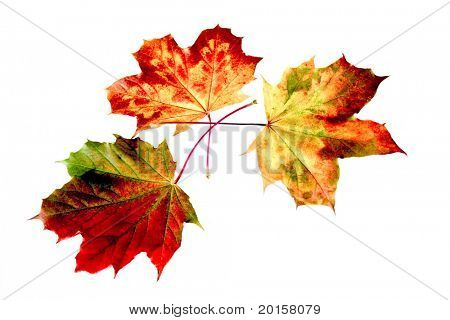 őszi levelek, a fehér