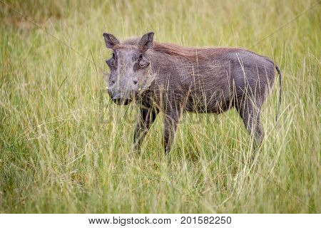 Warthog Standing In Between The High Grasses.