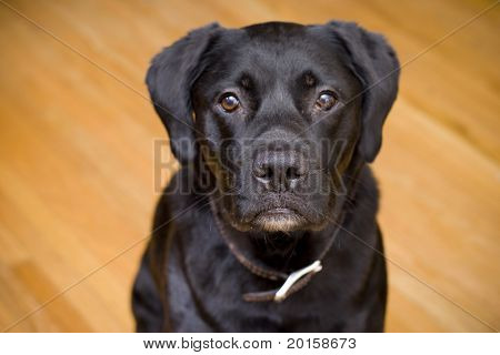Black lab pes
