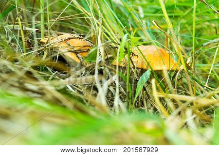 two orange-cap boletus growing in the grass