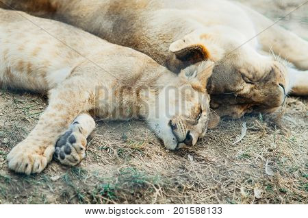 Several Lions From The Family, Sleeping In A Hot, Sunny Day
